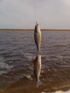 double header striped bass